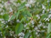 Spiders