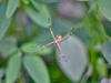 Aranha-de-prata